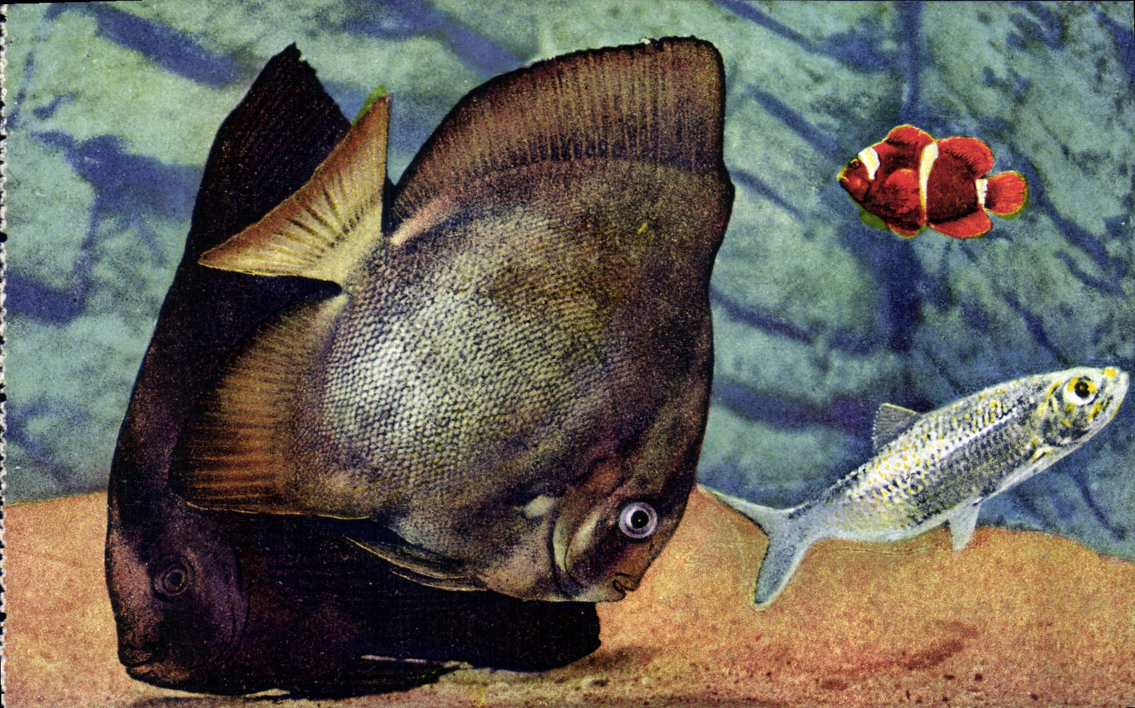CPA Aquarium de Monaco Cliche Trabut Propriete exclusive du Musee Oceanographique Platax Vespertilio