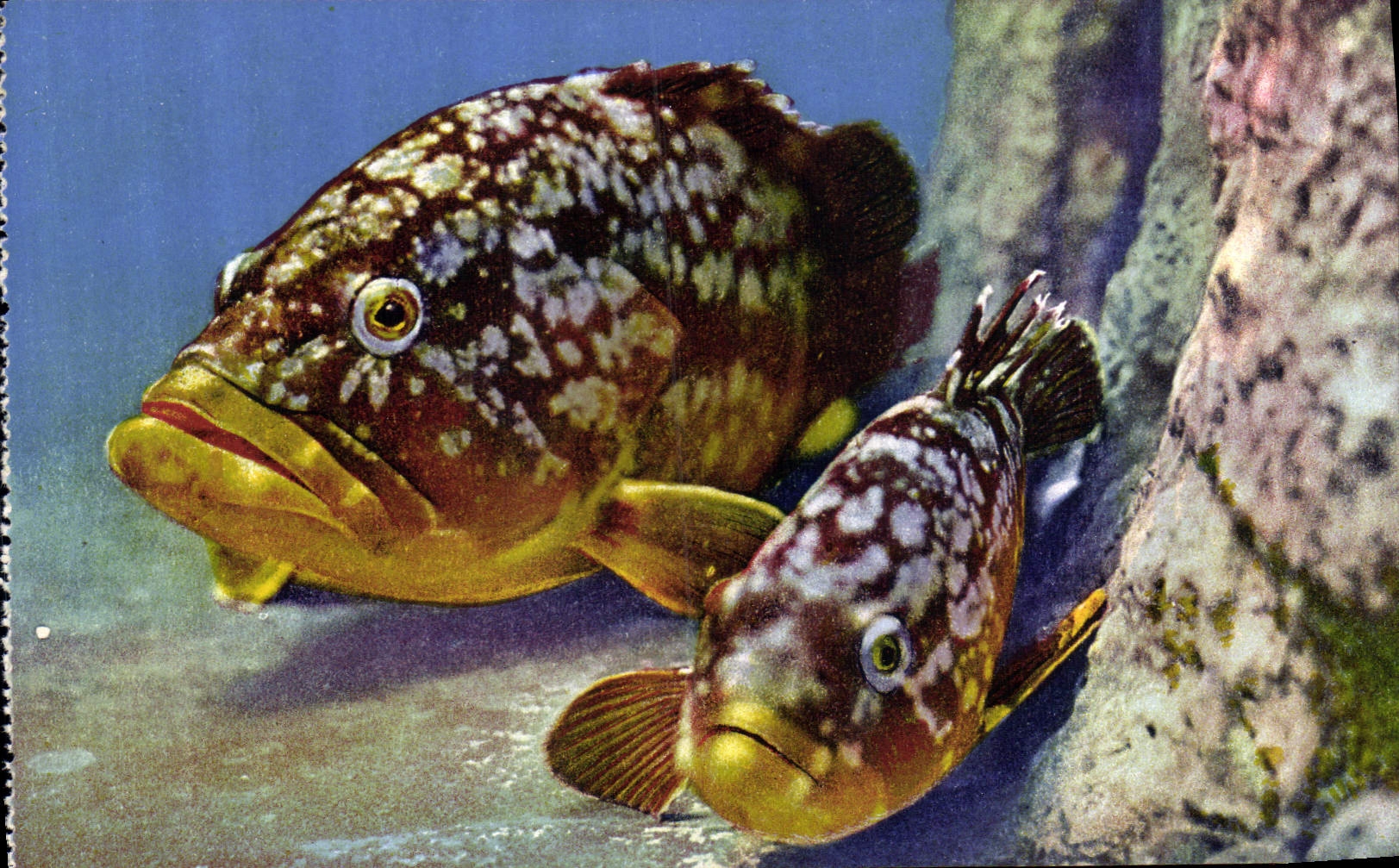 CPA Aquarium de Monaco Cliche Barba Propriete exclusive du Musee Oceanographique Epinephelus Gigas M