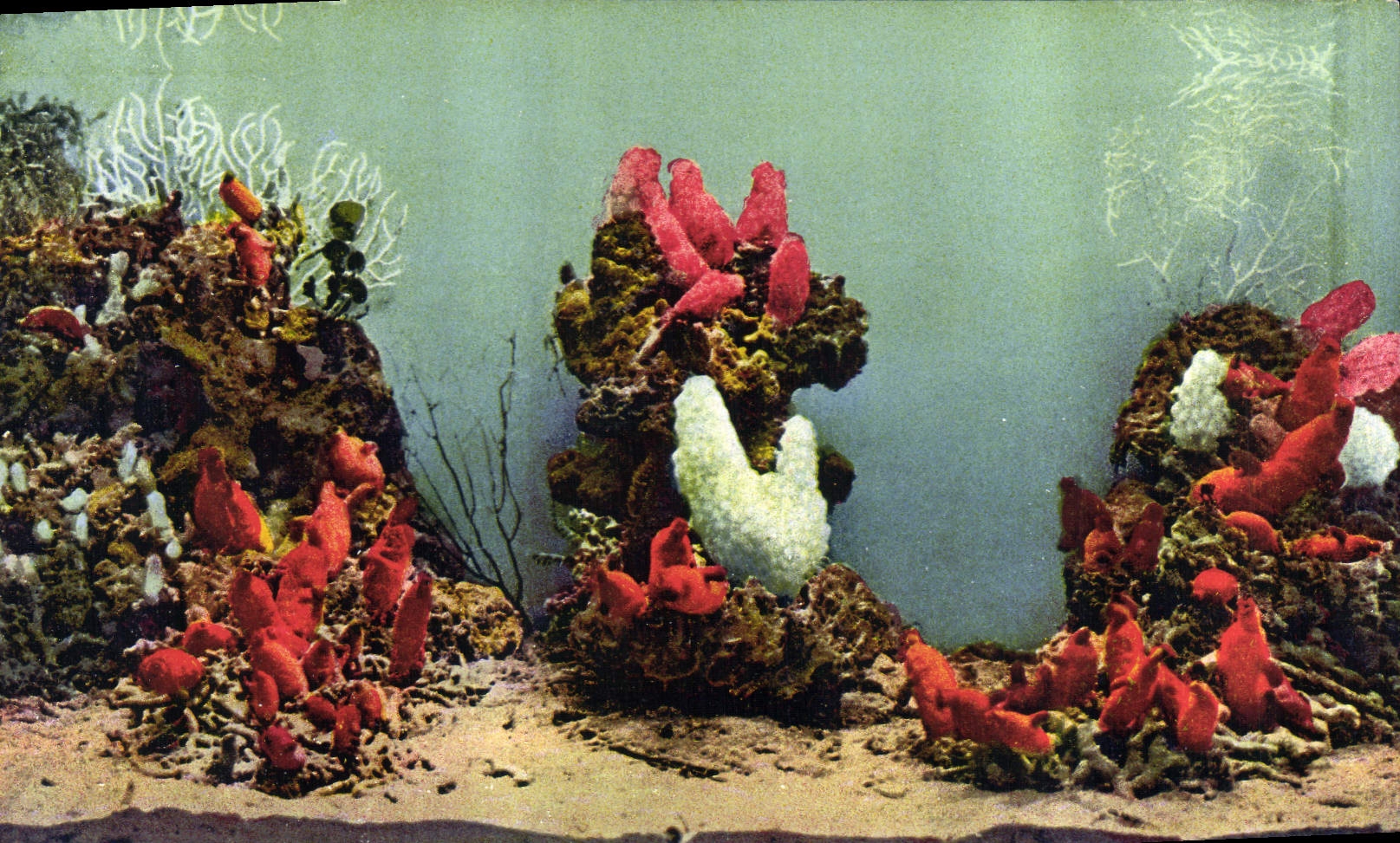 CPA Aquarium de Monaco Cliche Barba Propriete exclusive du Musee Oceanographique Cynthia Rustica et 