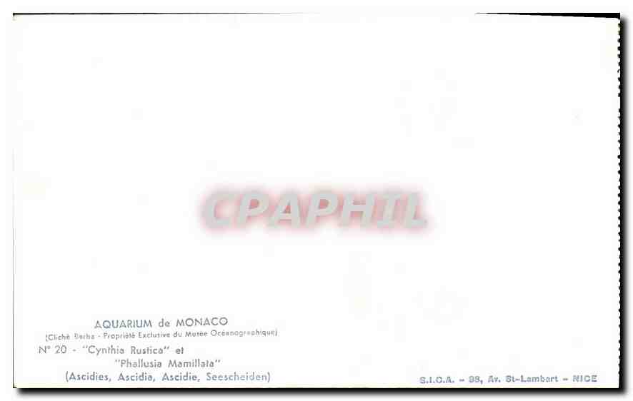 CPA Aquarium de Monaco Cliche Barba Propriete exclusive du Musee Oceanographique Cynthia Rustica et  — Rückseite