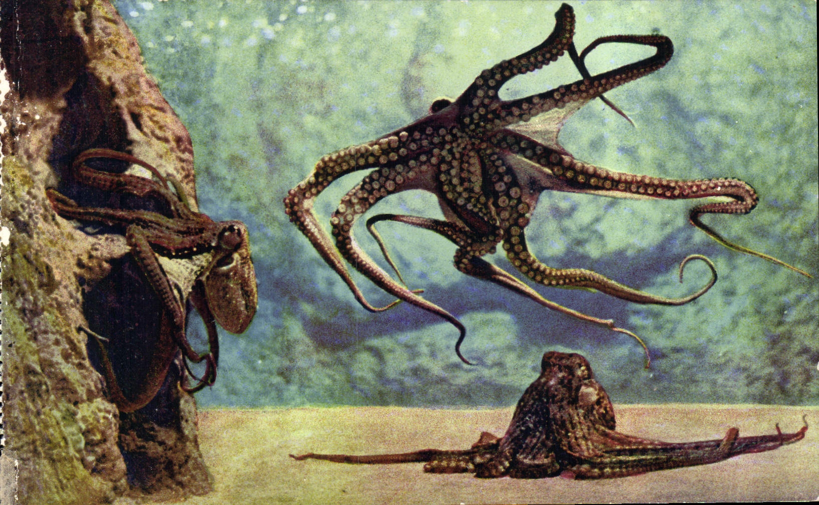 Tintenfische — drei Exemplare in ihrem Lebensraum — Aquarium von Monaco, Foto von Trebut, N° 02