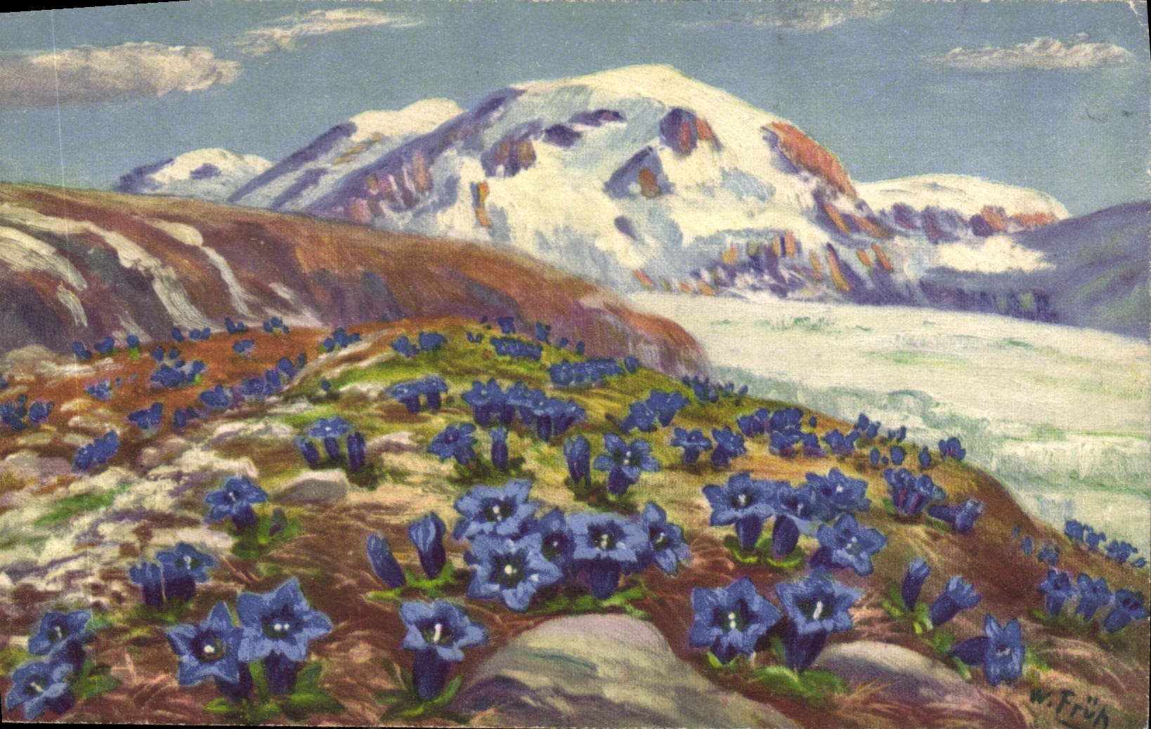 Gentiane alpine — montagnes enneigées — Kunstverlag Zürich, n° 557