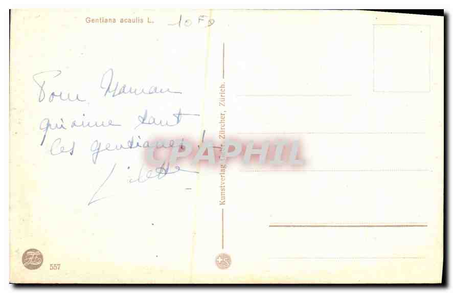 Gentiane alpine — montagnes enneigées — Kunstverlag Zürich, n° 557 — Verso