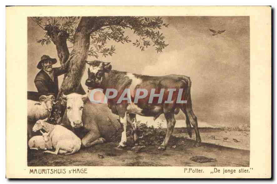CPA Mauritshuis s'Hage P Potter De Jonge stier Vache