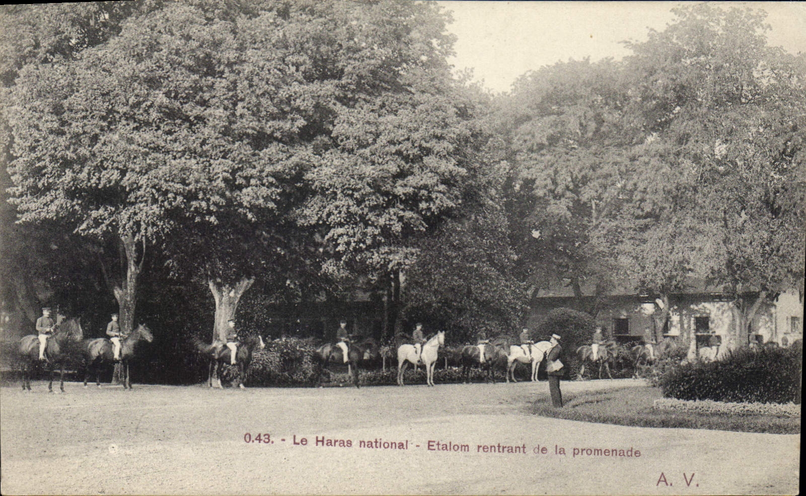 Le Haras national - Etalons rentrant de la promenade — A. V. n° 0.43