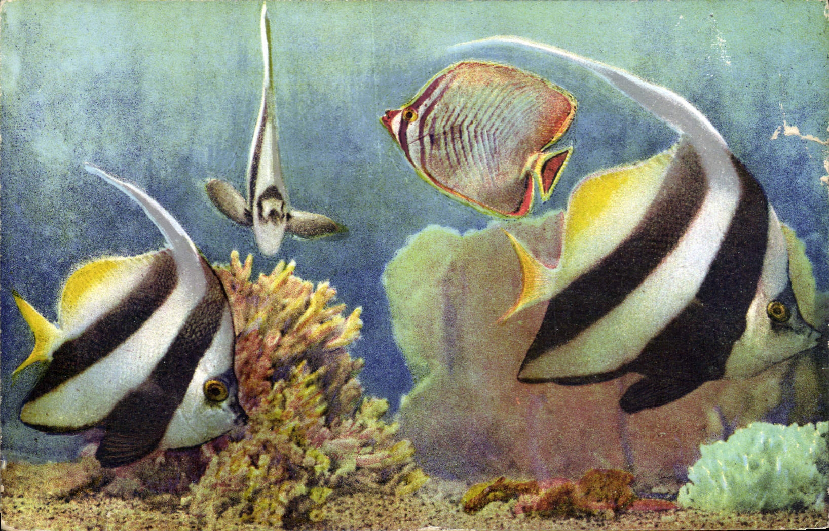 CPA Aquarium de Monaco Cliche Trabut Popriete exclusive du Musee Oceanographique Heniochus Macrolepi