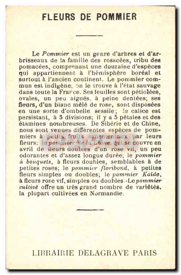 Image Fantaisie Fleurs Fleurs de pommiers te mesange bleue — Rückseite