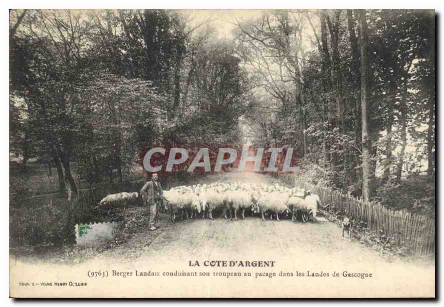 CPA La Cote d'Argent Berger Landais conduisant son troupeau au pacage dans les Landes de Gascogne Mo
