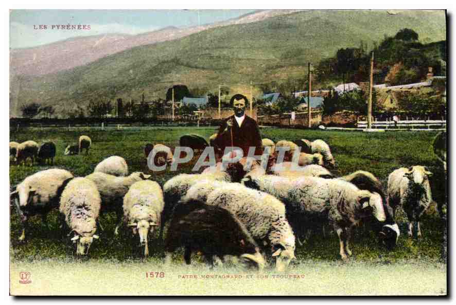 CPA Patre montagnard et son troupeau Moutons Pyrenees