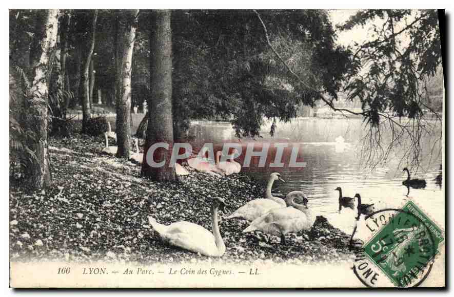 CPA Lyon Au Parc Le Coin des Cygnes 