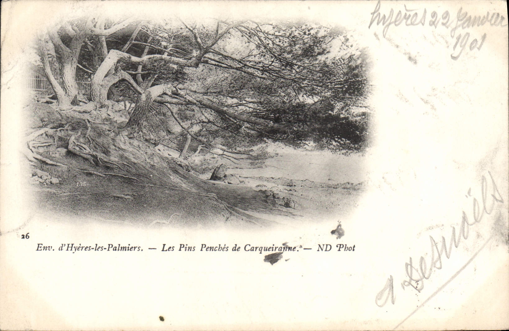 Env. d'Hyères-les-Palmiers — Les Pins Penchés de Carqueiranne — ND Phot