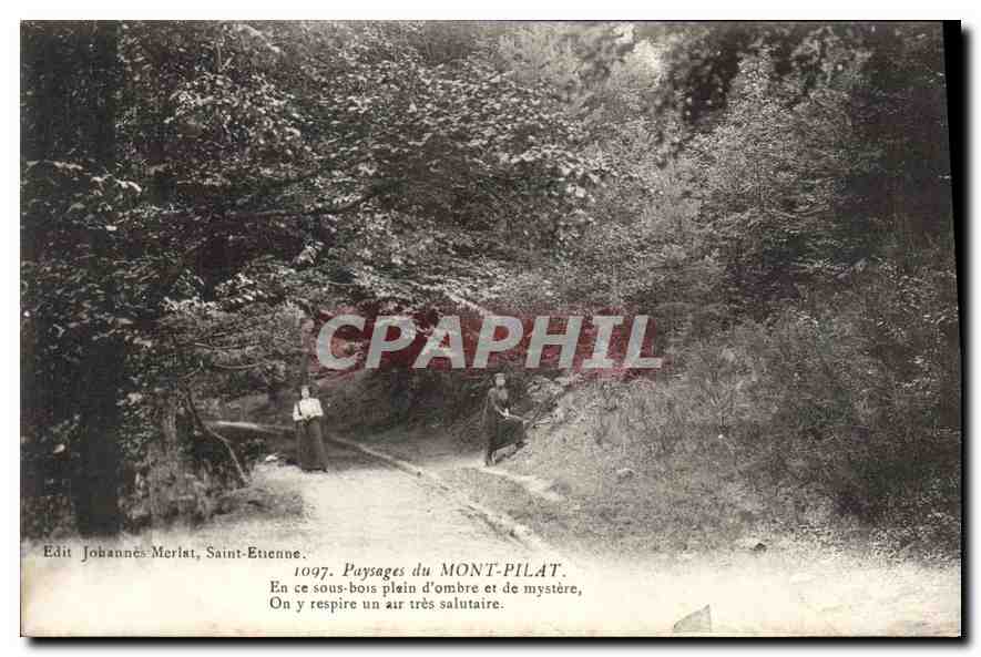 CPA Paysages du Mont Pilat En ce sous bois d'ombre et de mystere 