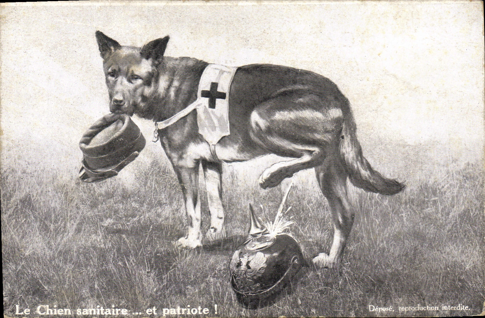 Chien sanitaire ... et patriote ! — Édition Lorraine