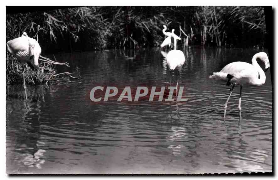 CPA En Camargue B du R Flamants roses 