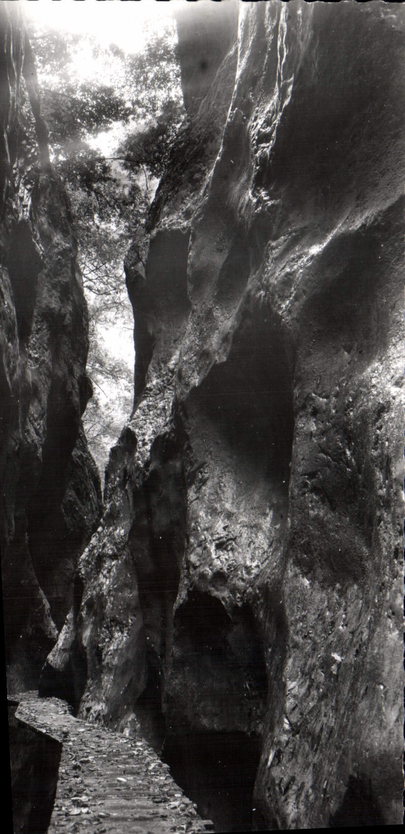 CPM Arles sur Tech P O Les gorges de la Foux 