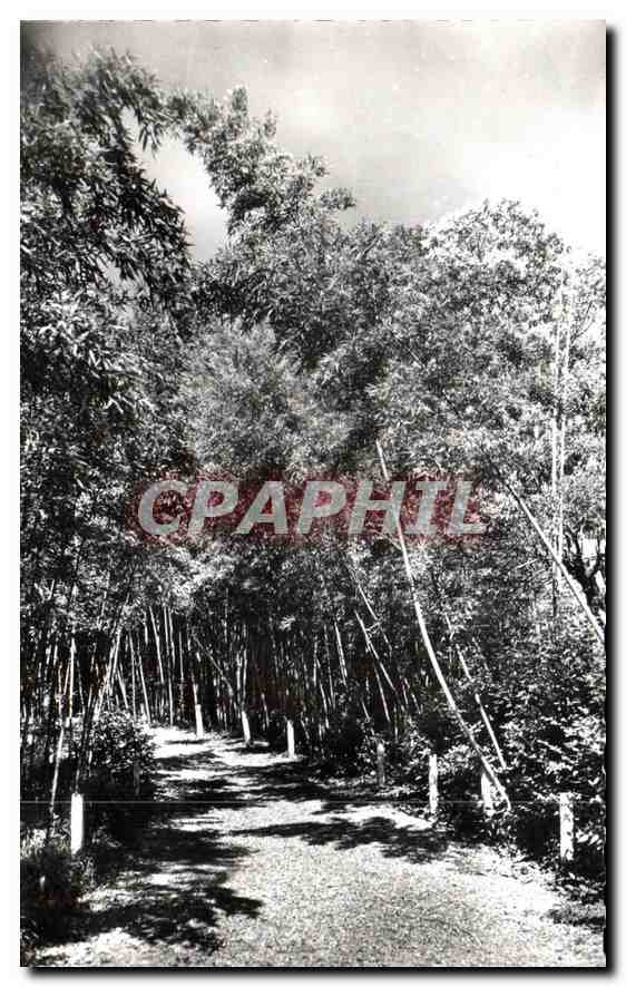 CPM Anduze Gard Allee de Bambous geants 