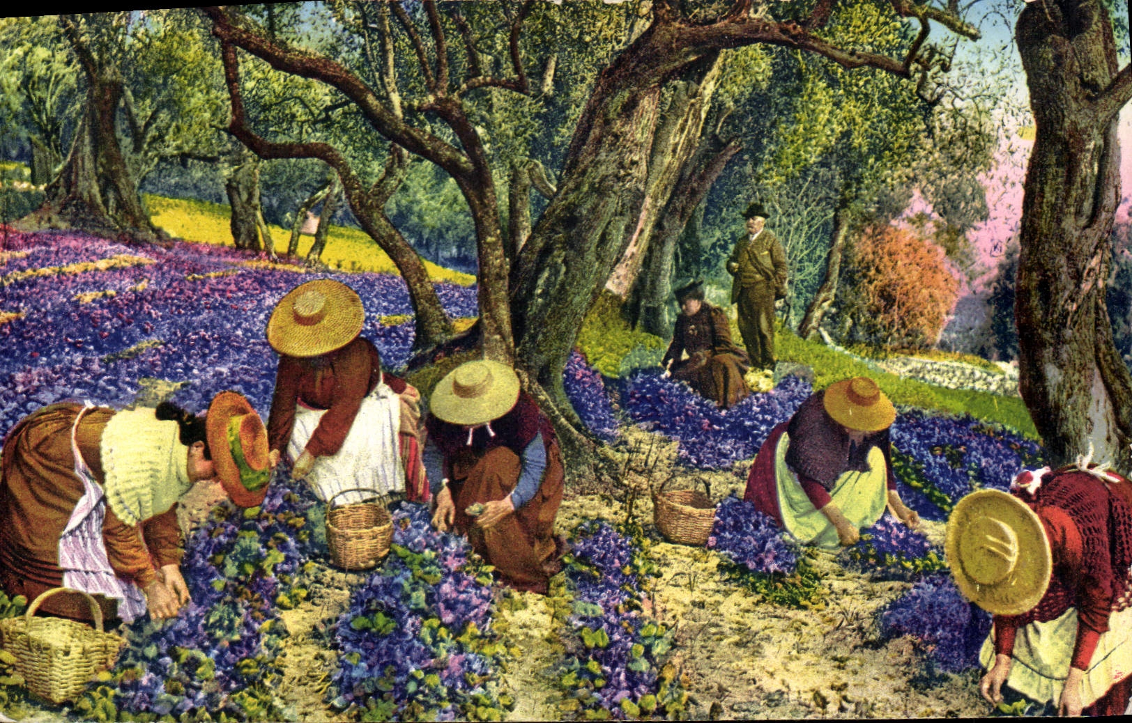 CPA La Cote d'Azur Le Cueillette des Violettes 