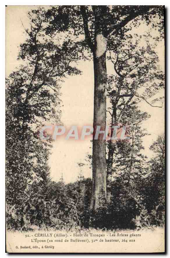 CPA Cerillu Allier Forte de Troncais Les Arbres geants 