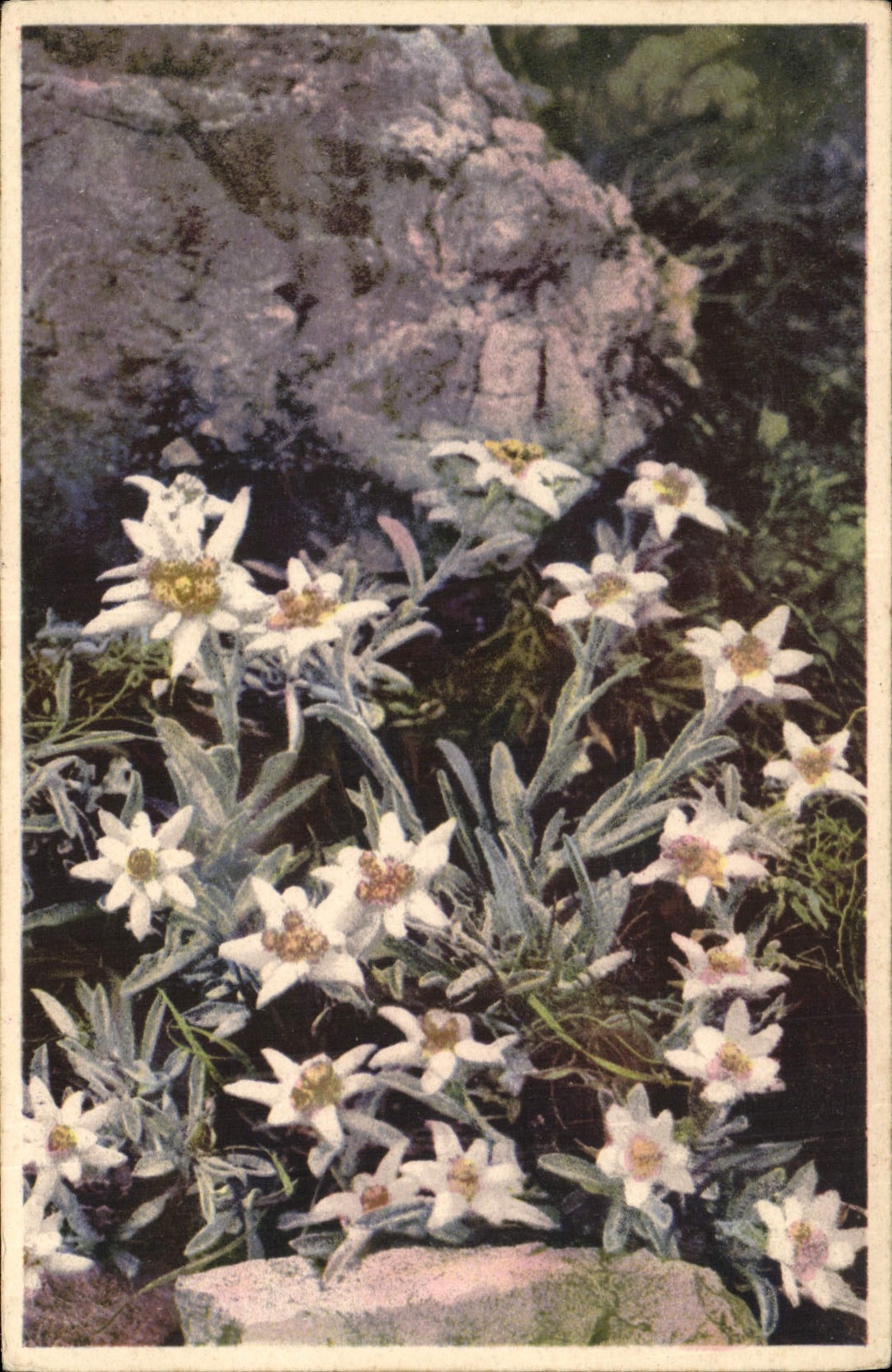 CPA Fleurs
