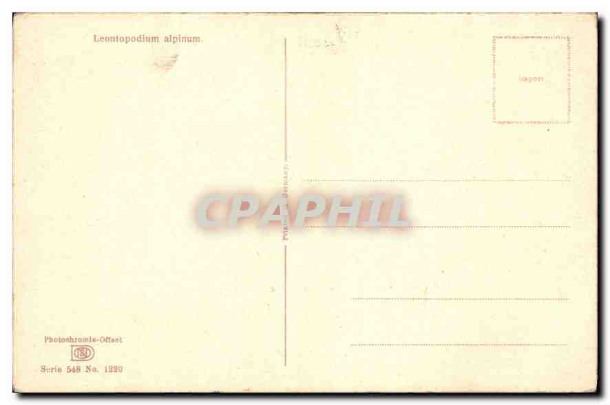 CPA Fleurs — Rückseite