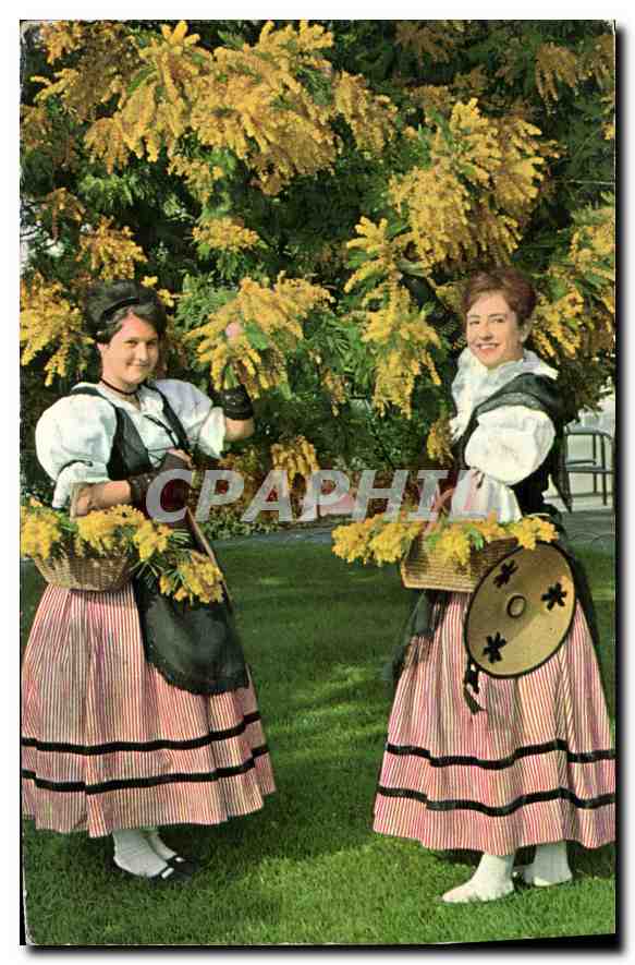 CPA Cote d'Azur et Provence Jeunes filles en costume de Nicoise cueilland du Mimosa 
