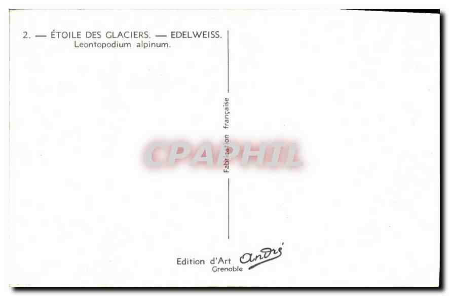 CPA Etoile des Glaciers Edelweiss Leontopodium alpinum  — Back