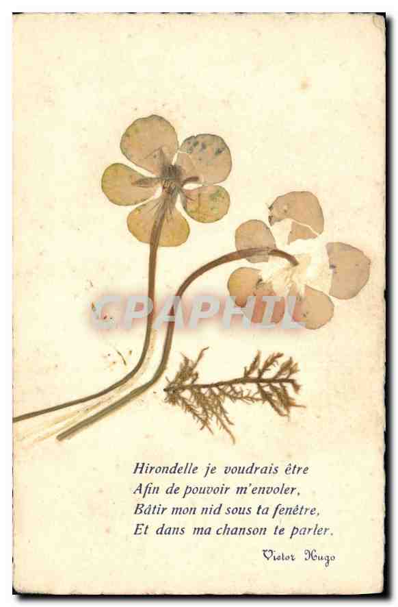 CPA Hirondelle je voudrais etre fleurs sechees