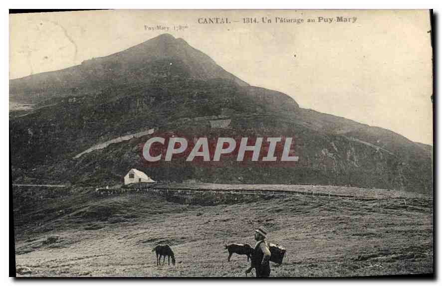 CPA Cantal un Paturage au Puy Mary 
