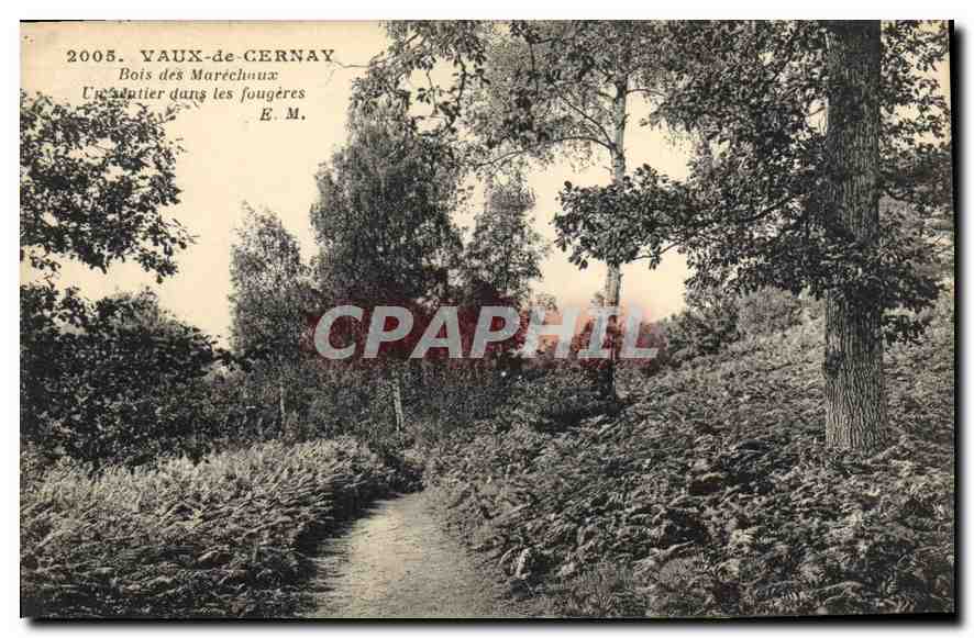 CPA Vaux de Cernay Bois des Marechaux un Sentier dans les Fougeres 
