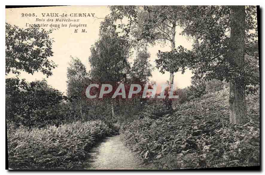 Vaux-de-Cernay — Bois des Marechoux : Un sentier dans les fougères — E. M.