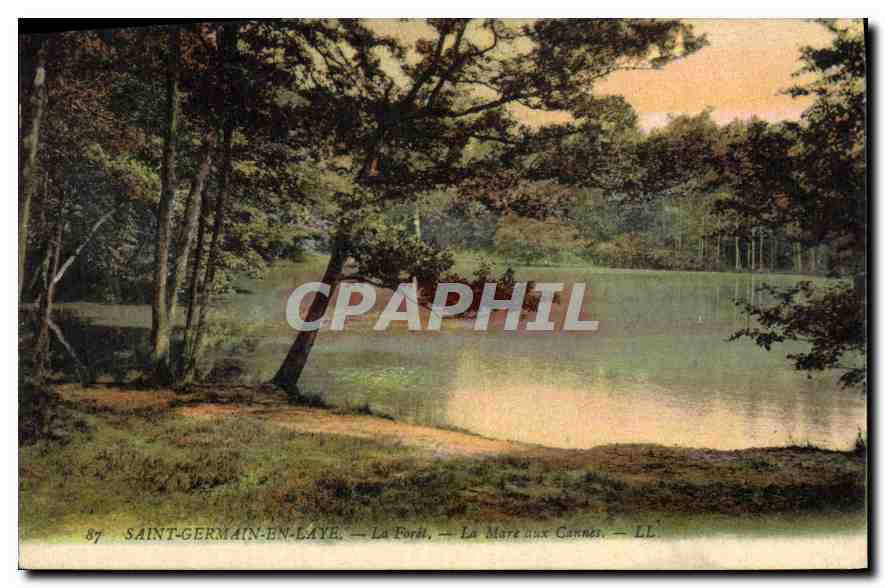 CPA Saint Germain en Laye la Foret la Mare aux Cannes 