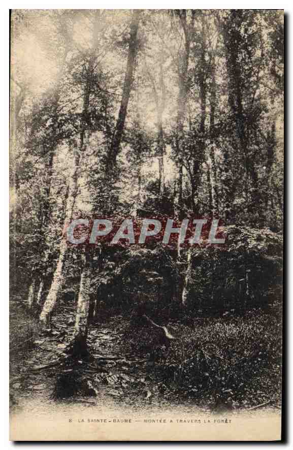 La Sainte-Baume — Montée à travers la forêt