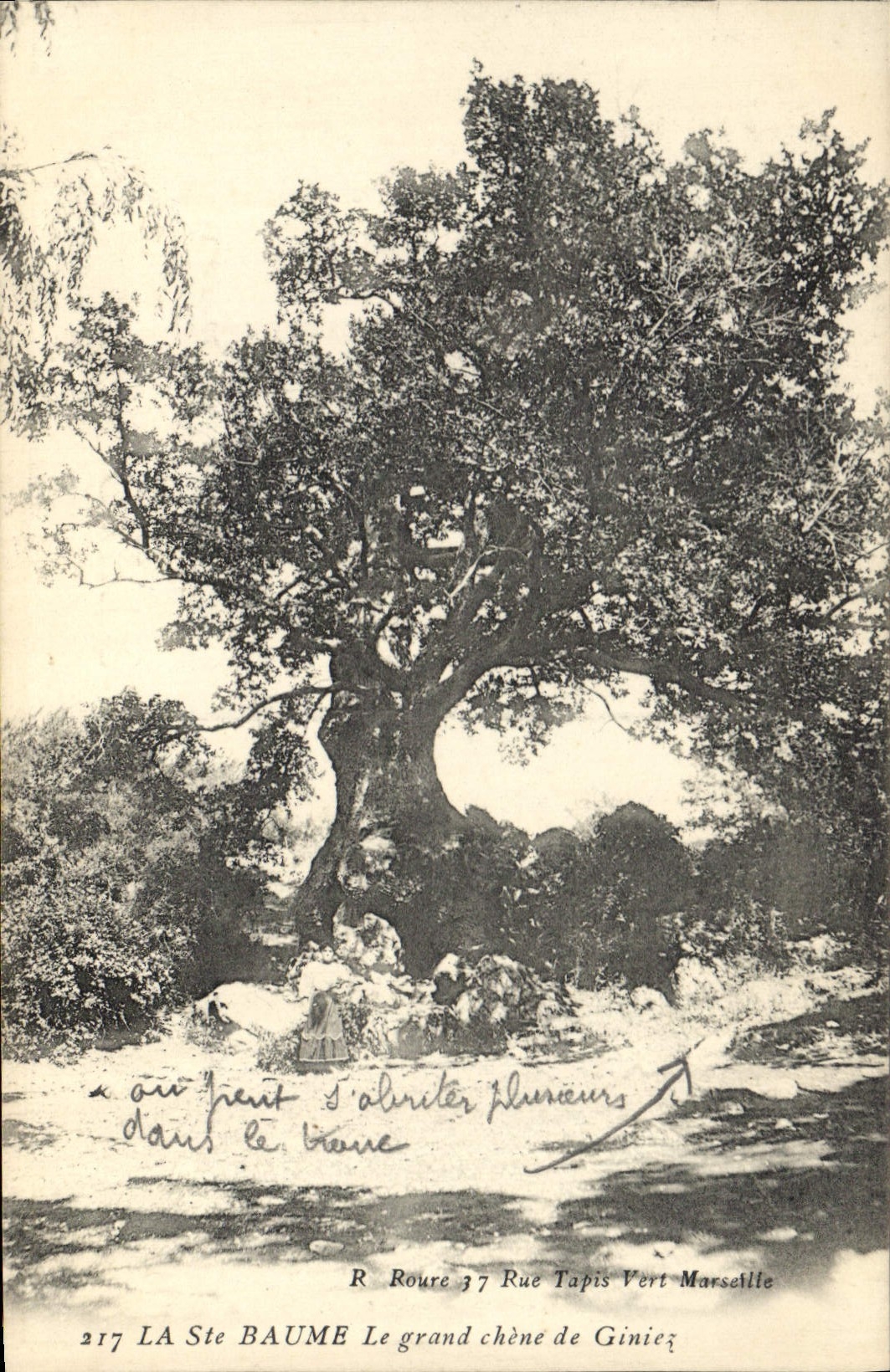 Le grand chêne de Giniez — LA Ste BAUME — R. Roure 37 Rue Tapis Vert Marseille