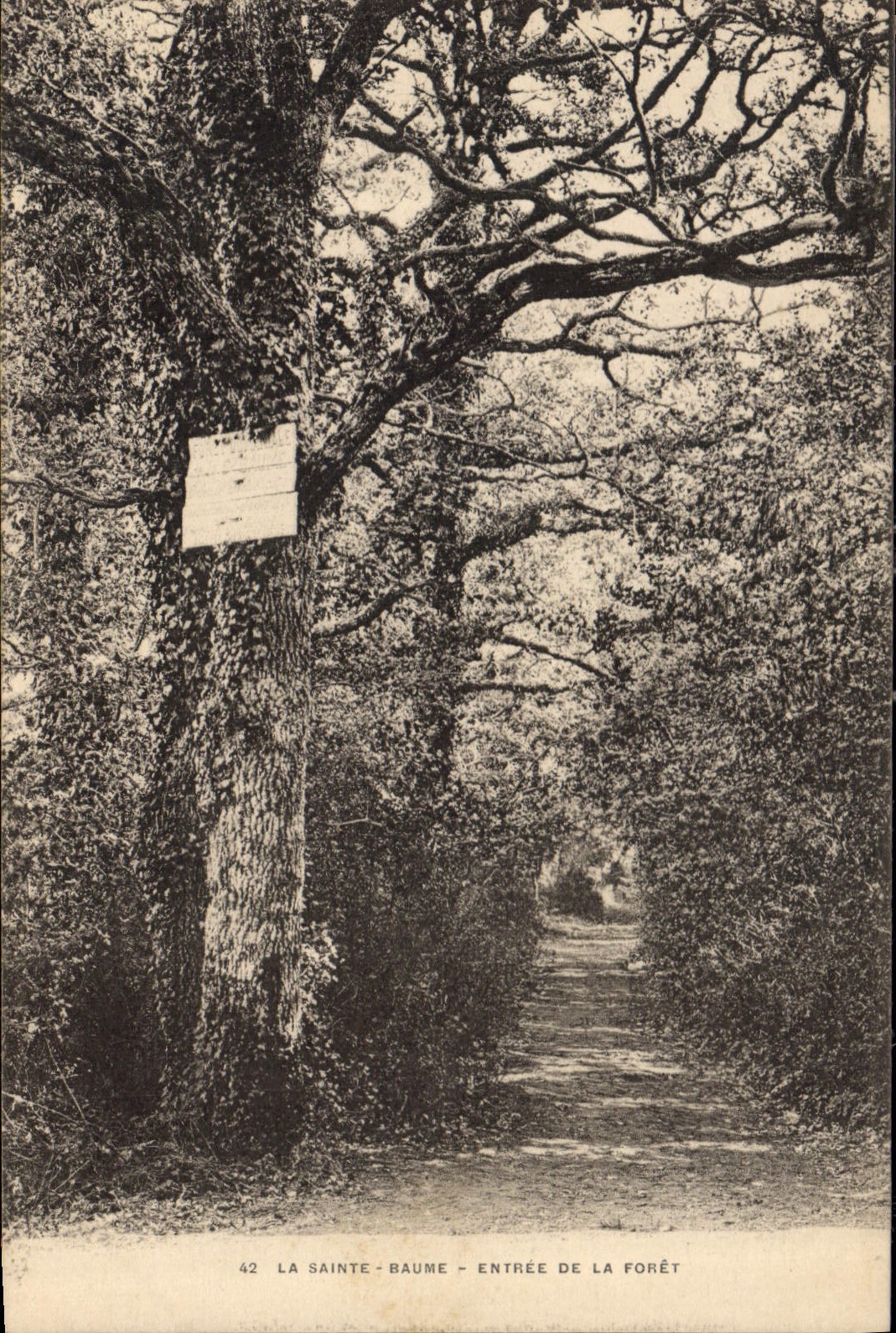La Sainte-Baume - Entrée de la forêt — éditeur non identifié, n° de série 42