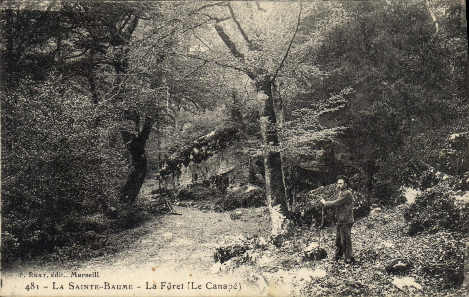 La Sainte-Baume - La Fôret (Le Canapé) — P. Ruat, édit., Marseille — n° 481