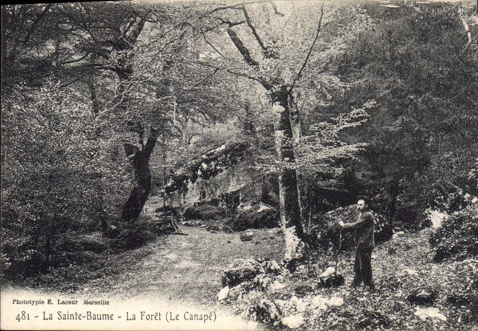 La Forêt (Le Canapé) — La Sainte-Baume — Phototypie E. Lacour Marseille — n°481