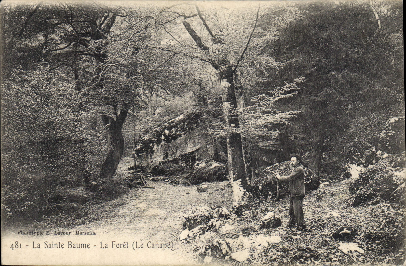 CPA La Sainte Baume La Foret Le Canape 