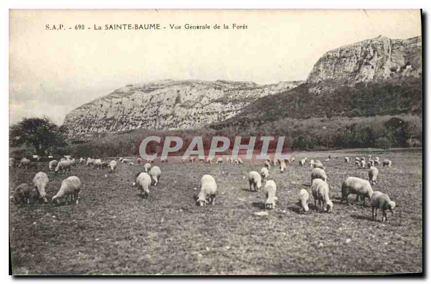 CPA La Sainte Baume Vue Generale de la Foret Moutons