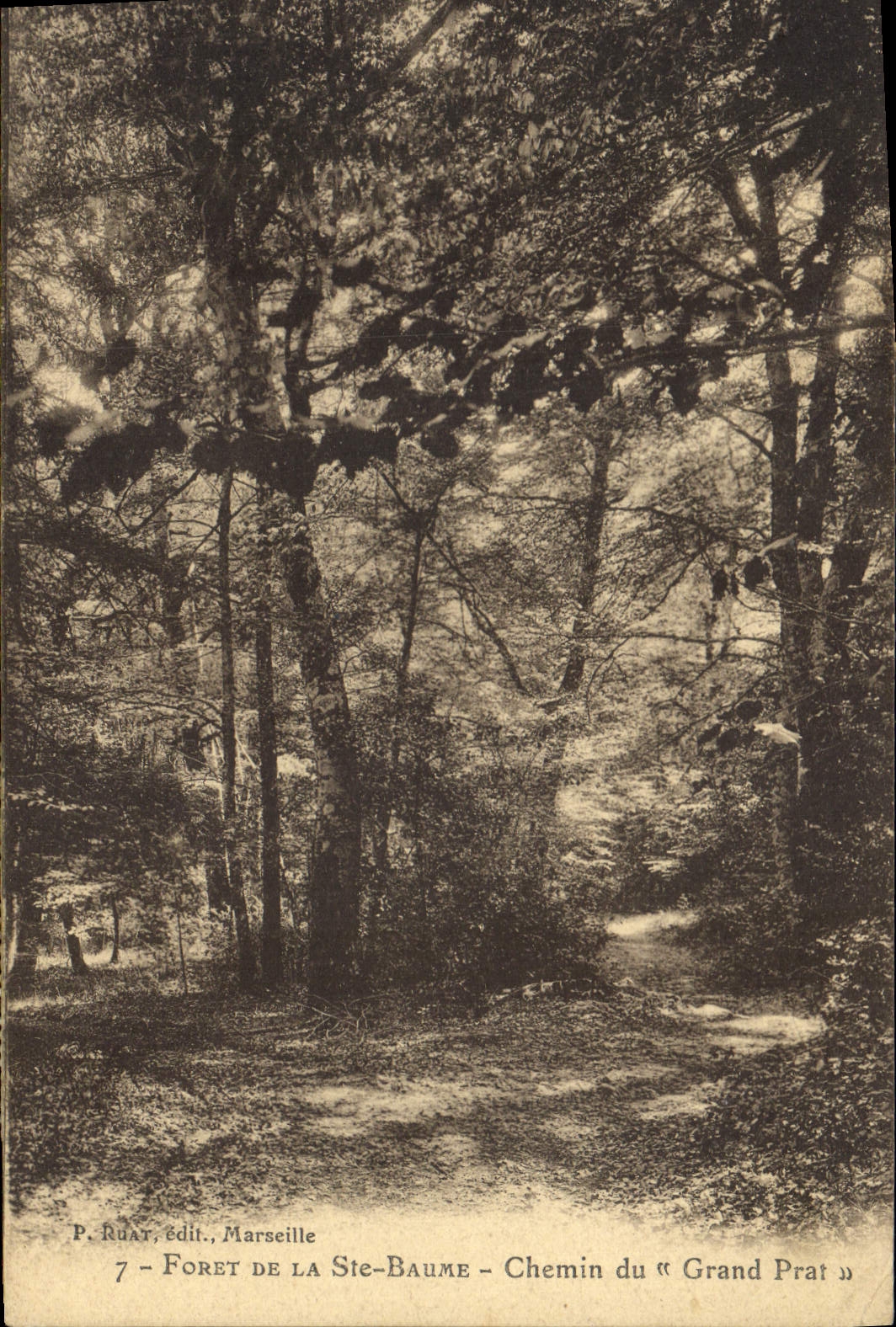 CPA Foret de la Ste Baume Chemin du Grand Prat 