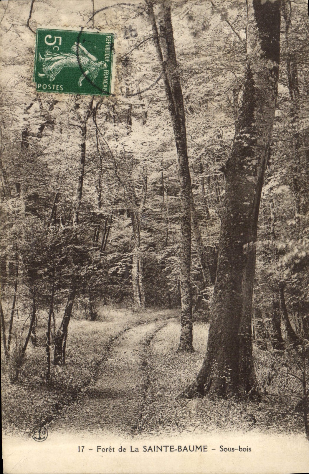CPA Foret de la Sainte Baume Sous bois 