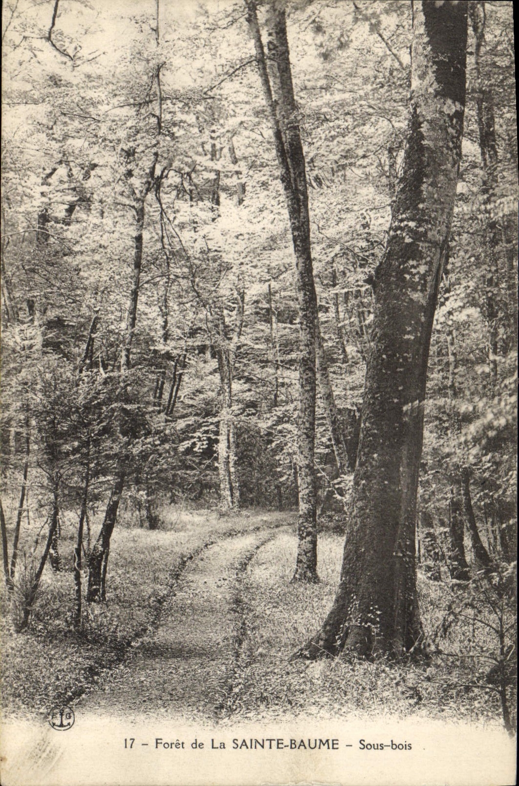 CPA Foret de la Sainte Baume Sous bois 
