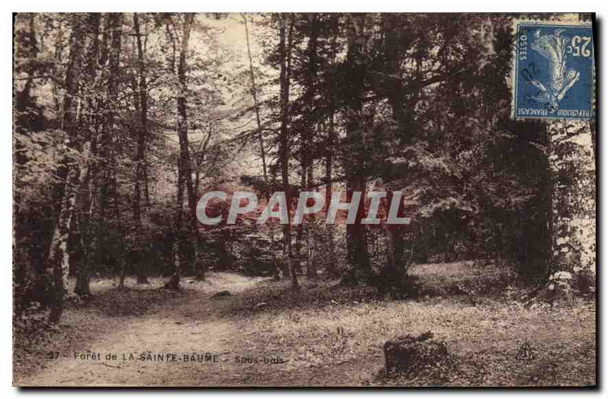 CPA Foret de la La Sainte Baume Sous bois 