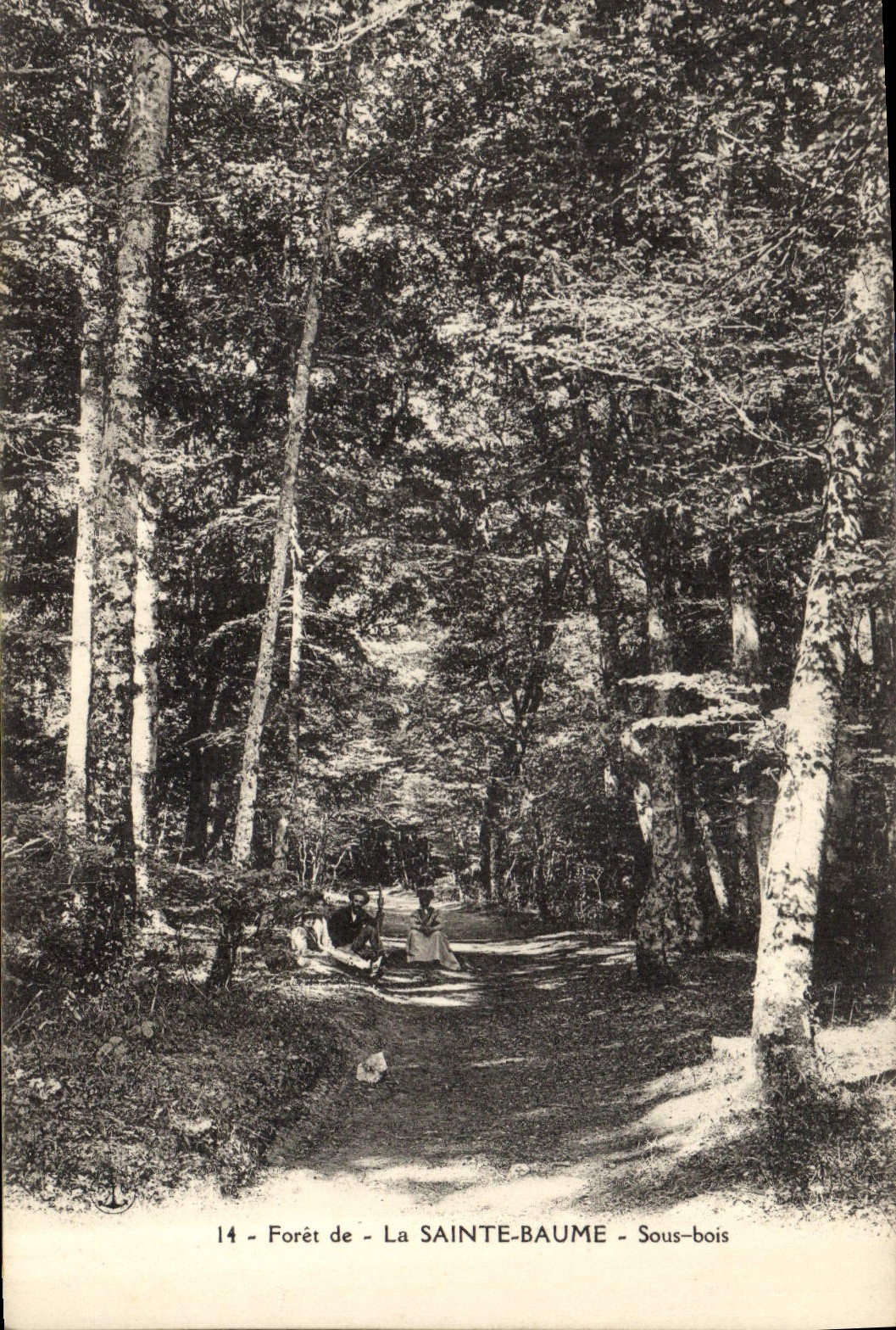 CPA Foret de la Sainte Baume Sous bois 