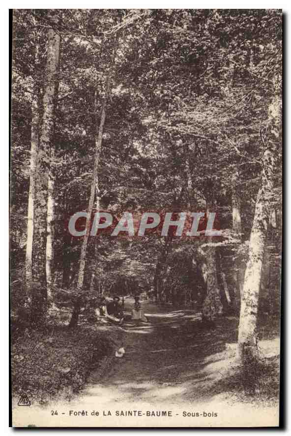 CPA Foret de la Sainte Baume Sous bois 