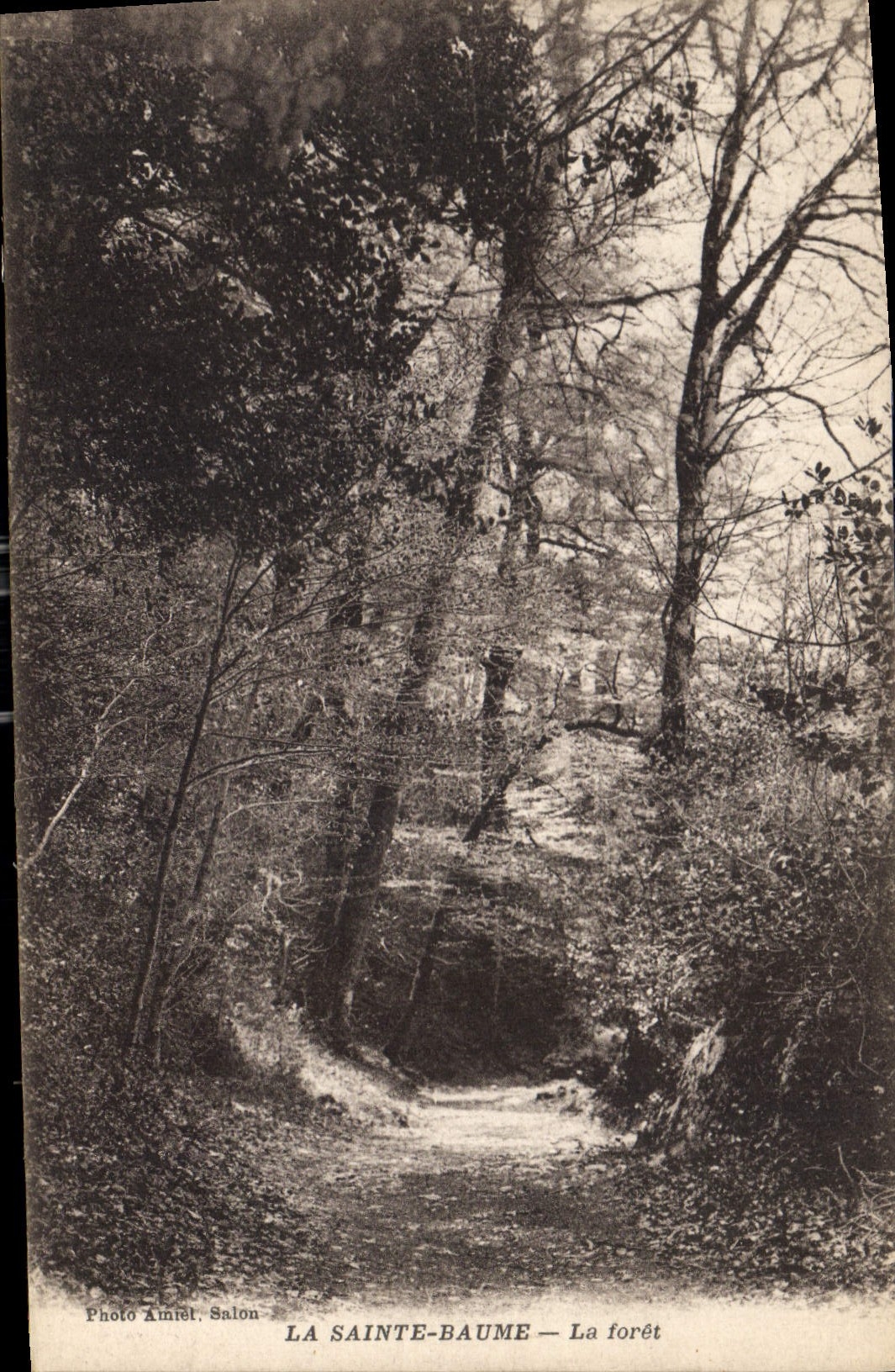 CPA La Sainte Baume La Foret 