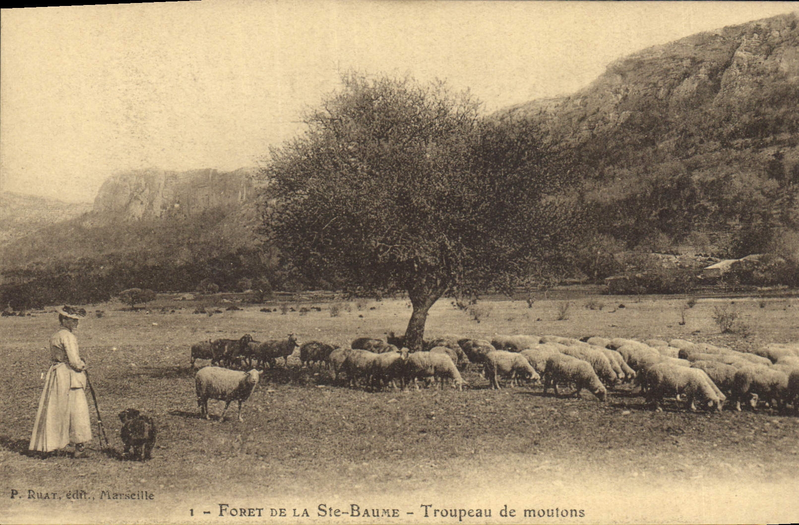 Forêt de la Ste-Baume — Troupeau de moutons — P. Ruat, éditeur, Marseille