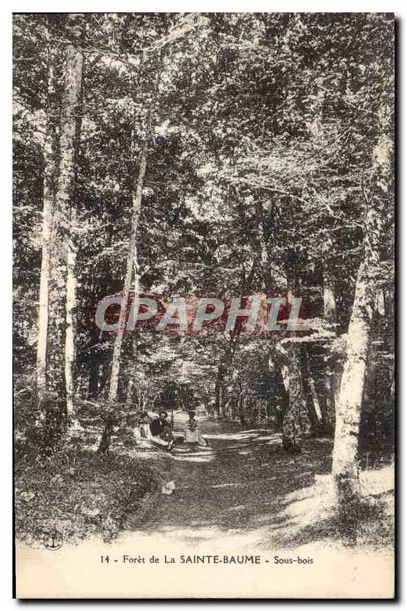 CPA Foret de la Sainte Baume Sous bois 