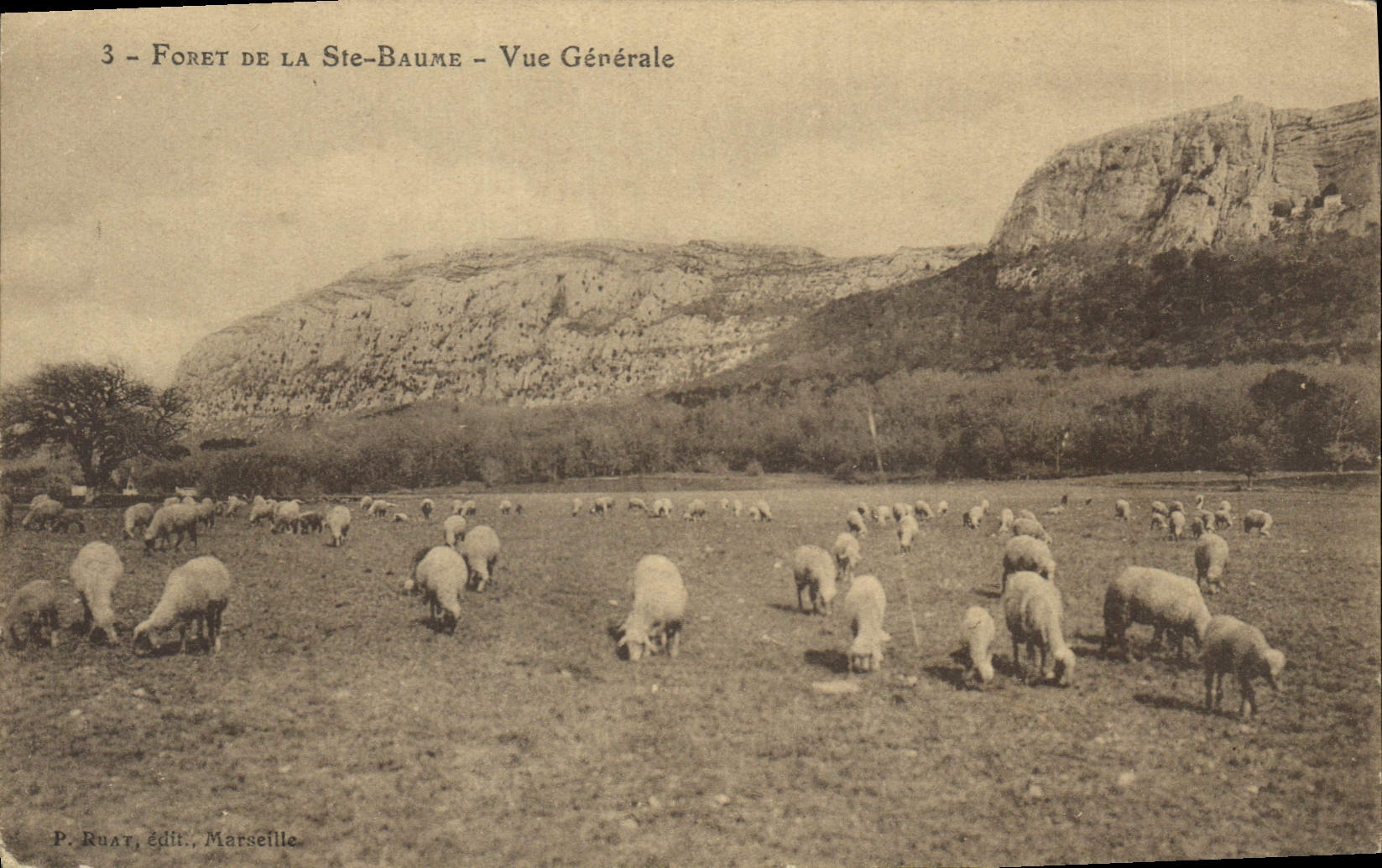 CPA Foret de la Ste Baume Vue Generale 
