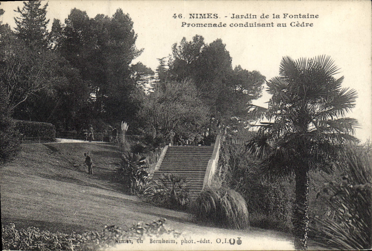 Nîmes - Jardin de la Fontaine - Promenade conduisant au Cèdre