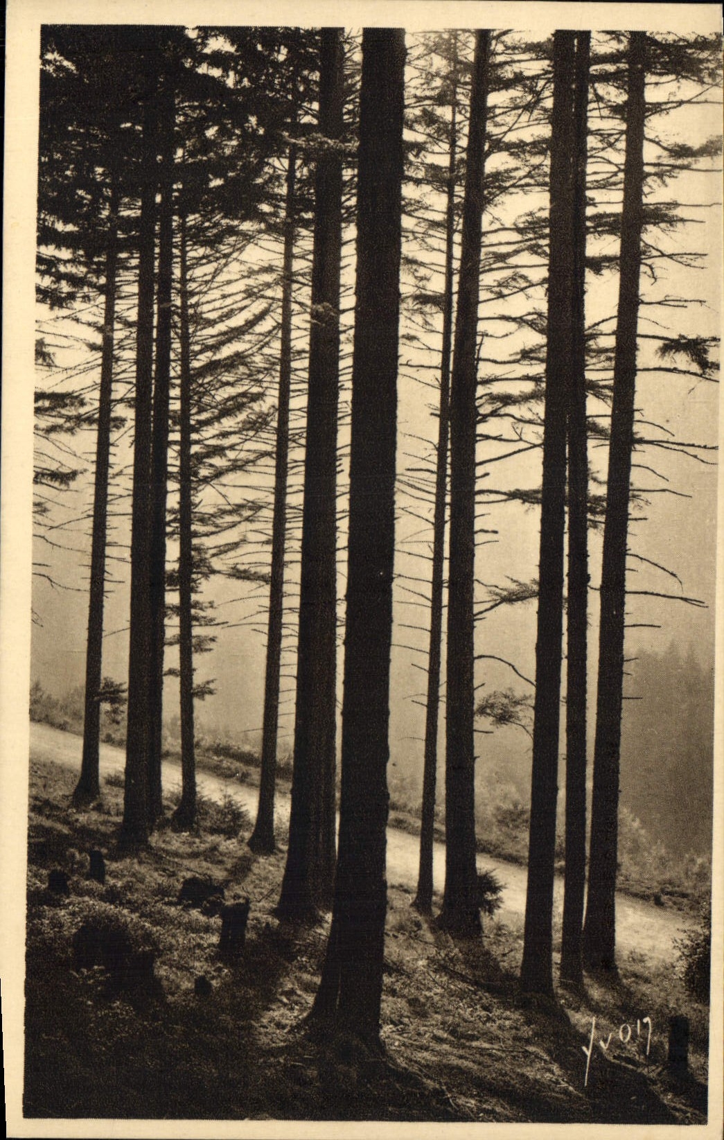 CPA La Douce France Sous Bois dans les Vosges 